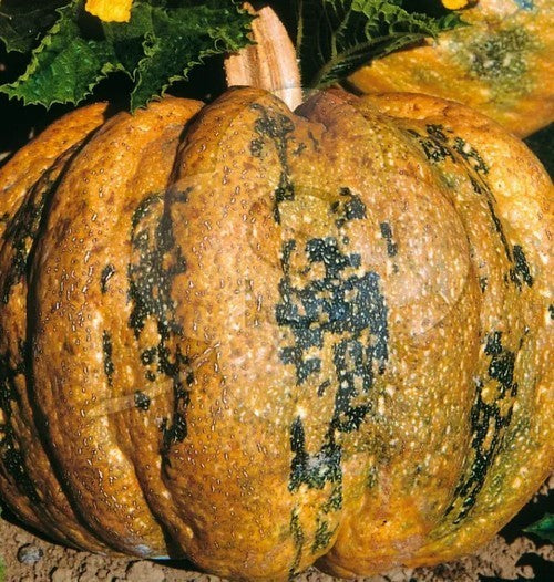 Pompoenen 'Tonda Padana' / 'Americana Tonda'