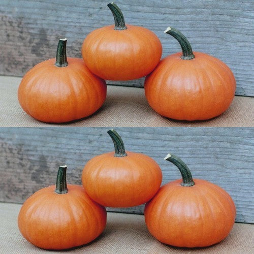 Pumpkins 'Treasure' F1