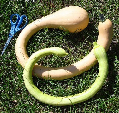 Pompoenen 'Trombolino d'Albenga' / 'Tromboncino albenga''