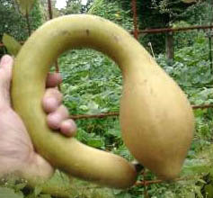 Pompoenen 'Trombolino d'Albenga' / 'Tromboncino albenga''