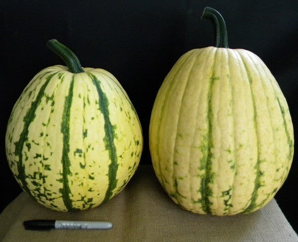 Pompoenen 'Tycoon' F1