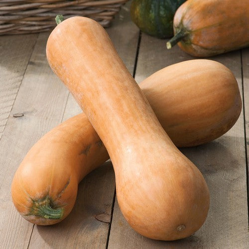 Pumpkins 'Tahiti Melon'