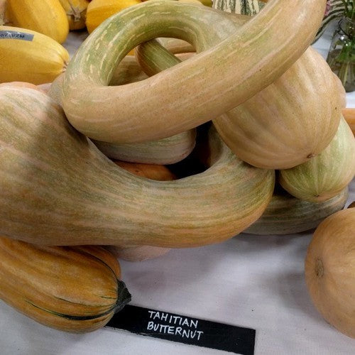 Pumpkins 'Tahiti Melon'