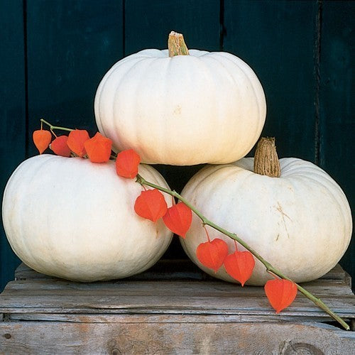 Pumpkins 'Valenciano' / 'Lumina'