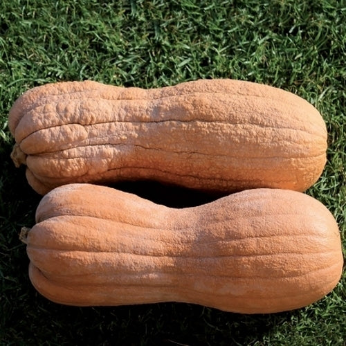 Pompoenen 'Violina' / 'Wrinkled Butternut'