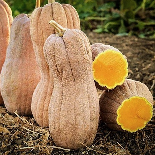 Pompoenen 'Violina' / 'Wrinkled Butternut'