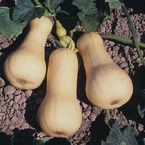 Pompoenen 'Waltham Butternut'