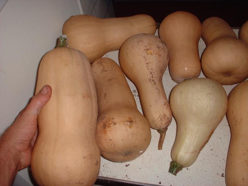Pompoenen 'Waltham Butternut'