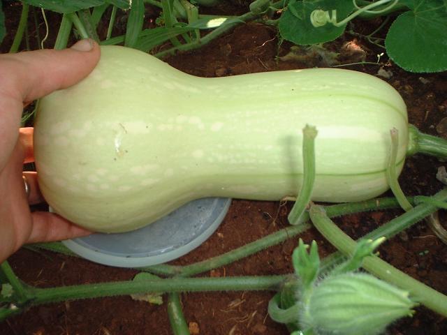Pompoenen 'Waltham Butternut'