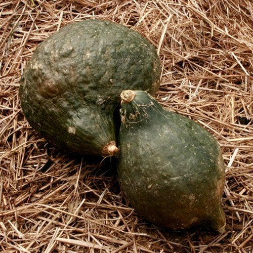 ECO Pompoenen 'Warted Hubbard' / 'Green Hubbard' / 'Chicago
