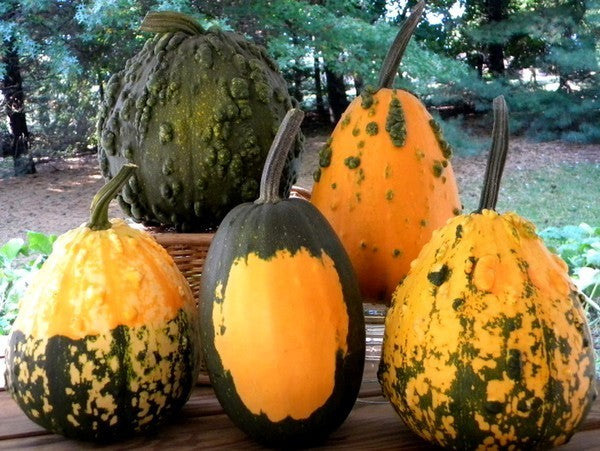 Pompoenen 'Warts Galore' F1