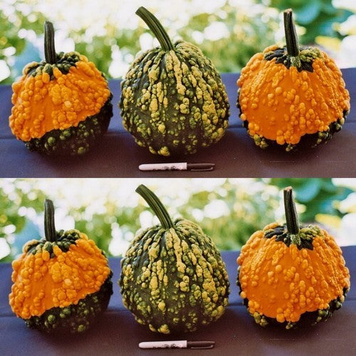 Pompoenen 'Warts Galore' F1