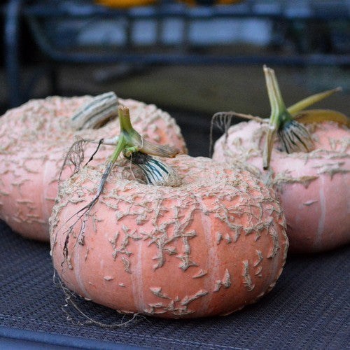 Pumpkins 'Warts Plethora' F1
