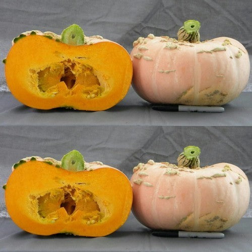 Pumpkins 'Warts Plethora' F1