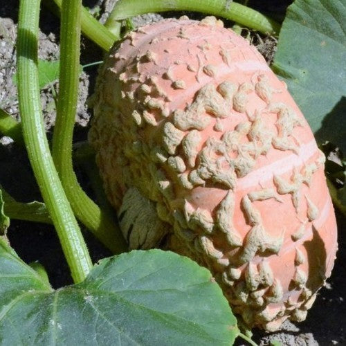 Pumpkins 'Warts Plethora' F1