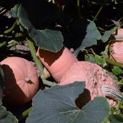 Pumpkins 'Warts Plethora' F1