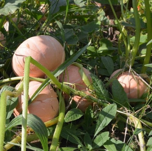 Pumpkins 'Warts Plethora' F1