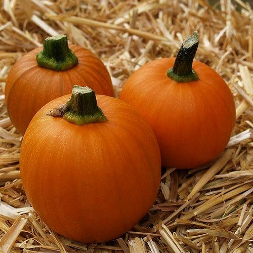 Pumpkins 'Wee-B-Little' / 'Weeblittle'