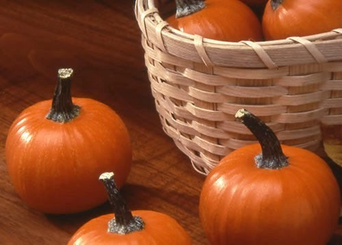 Pumpkins 'Wee-B-Little' / 'Weeblittle'