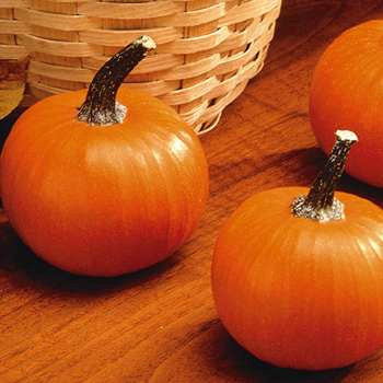 Pumpkins 'Wee-B-Little' / 'Weeblittle'