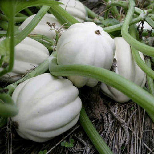 Pumpkins 'White Cloud' F1 / 'Cream of The Crop' F1
