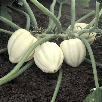 Pumpkins 'White Cloud' F1 / 'Cream of The Crop' F1
