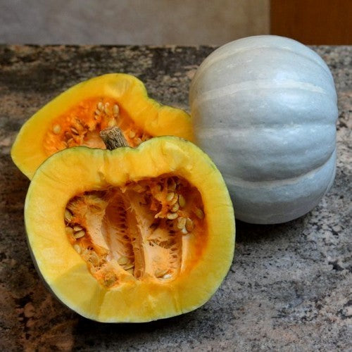 Pumpkin 'White Delight' F1