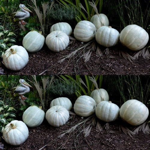 Pumpkin 'White Delight' F1