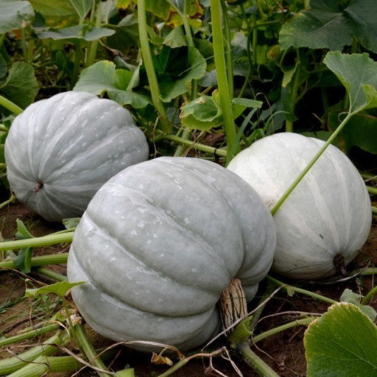 Pumpkin 'White Delight' F1
