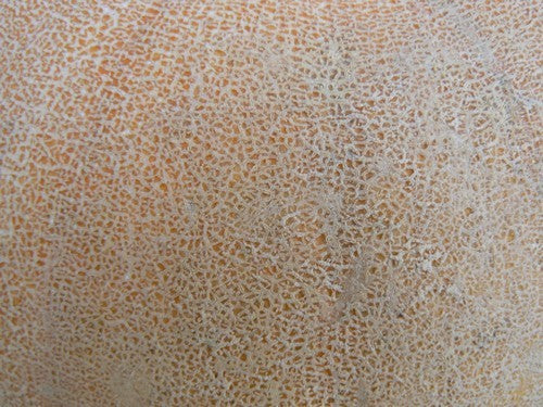 Pompoenen 'Winter Luxury'