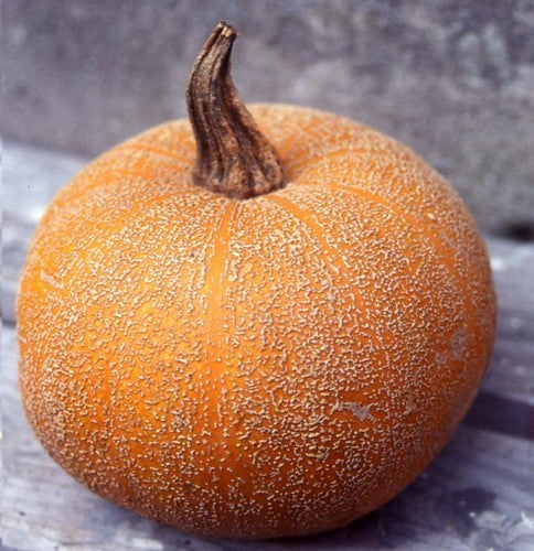 Pompoenen 'Winter Luxury'