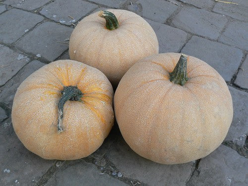 Pompoenen 'Winter Luxury'