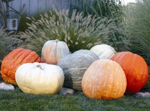 Pumpkins 'World of Color Giants'