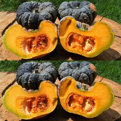 Pompoenen 'Yokohama'