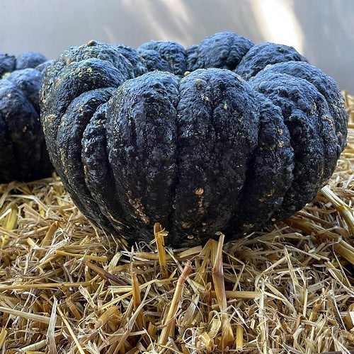 Pompoenen 'Yokohama'