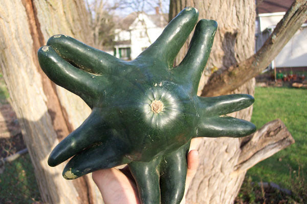 Pumpkins 'Yugoslavian Finger Fruit Greenskinned'