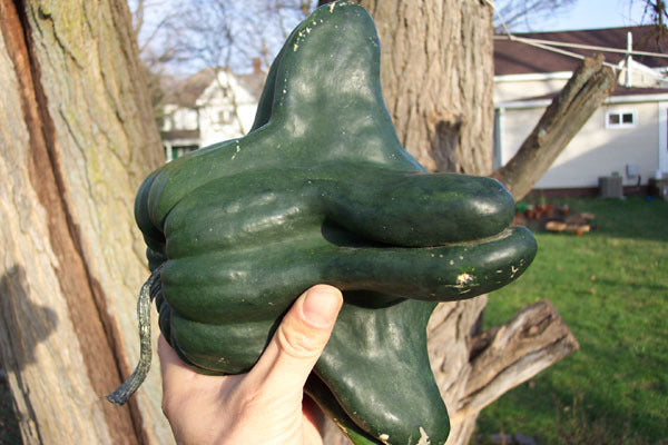 Pumpkins 'Yugoslavian Finger Fruit Greenskinned'