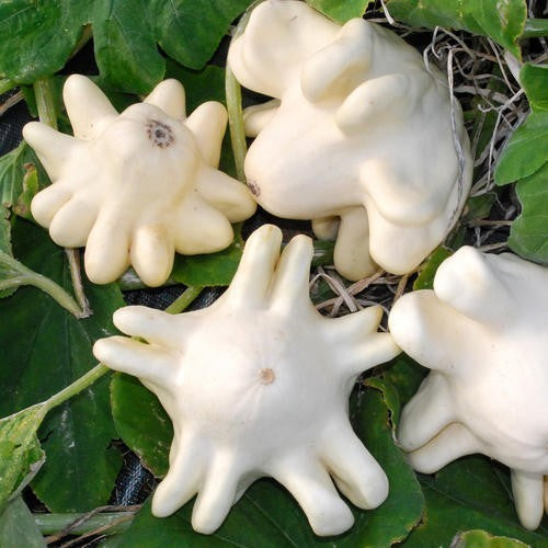 Pompoenen ‘Yugoslavian Finger Fruit Whiteskinned’