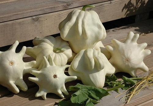 Pompoenen ‘Yugoslavian Finger Fruit Whiteskinned’