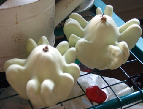 Pompoenen ‘Yugoslavian Finger Fruit Whiteskinned’
