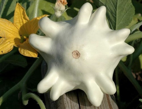 Pompoenen ‘Yugoslavian Finger Fruit Whiteskinned’