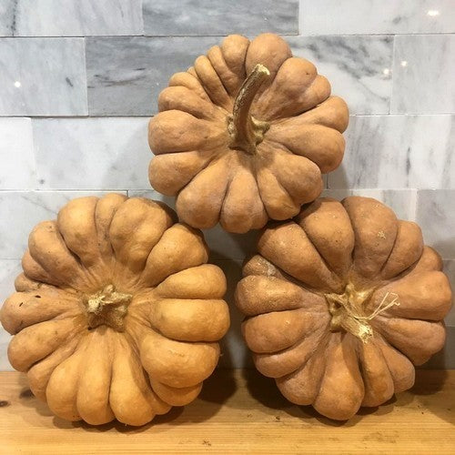Pumpkins 'Yuxijiangbinggua'