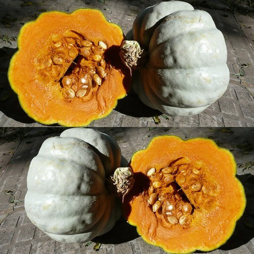Pompoenen 'Zapallo Plomo' / 'Zapallo Grande de Guarda'