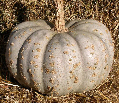 Pompoenen 'Zapallo Plomo' / 'Zapallo Grande de Guarda'