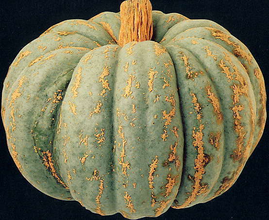 Pompoenen 'Zapallo Plomo' / 'Zapallo Grande de Guarda'