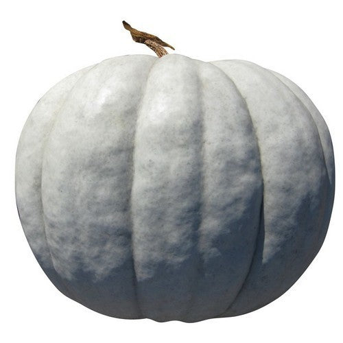 Pompoenen 'Zapallo Plomo' / 'Zapallo Grande de Guarda'