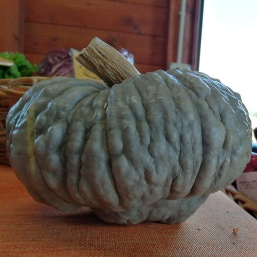 Pompoenen zucca 'Berrettina Piacentina'