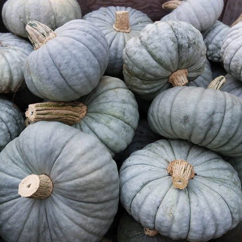 Pompoenen zucca 'Berrettina Piacentina'