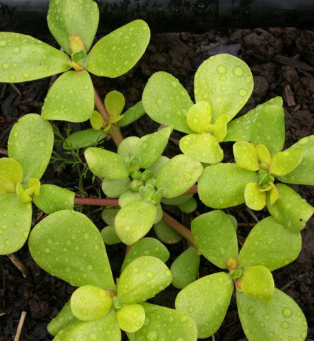 Purslane Yellow
