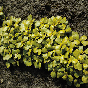 Purslane Yellow